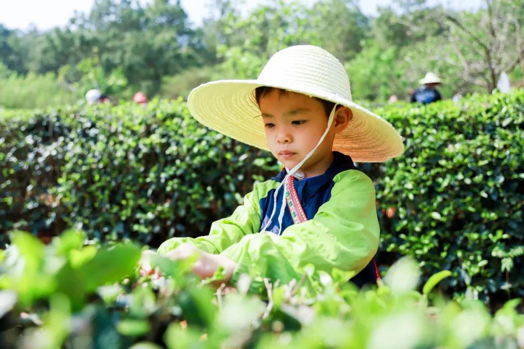 五一假期有安排了嗎？快來體驗采茶制茶品茶樂趣