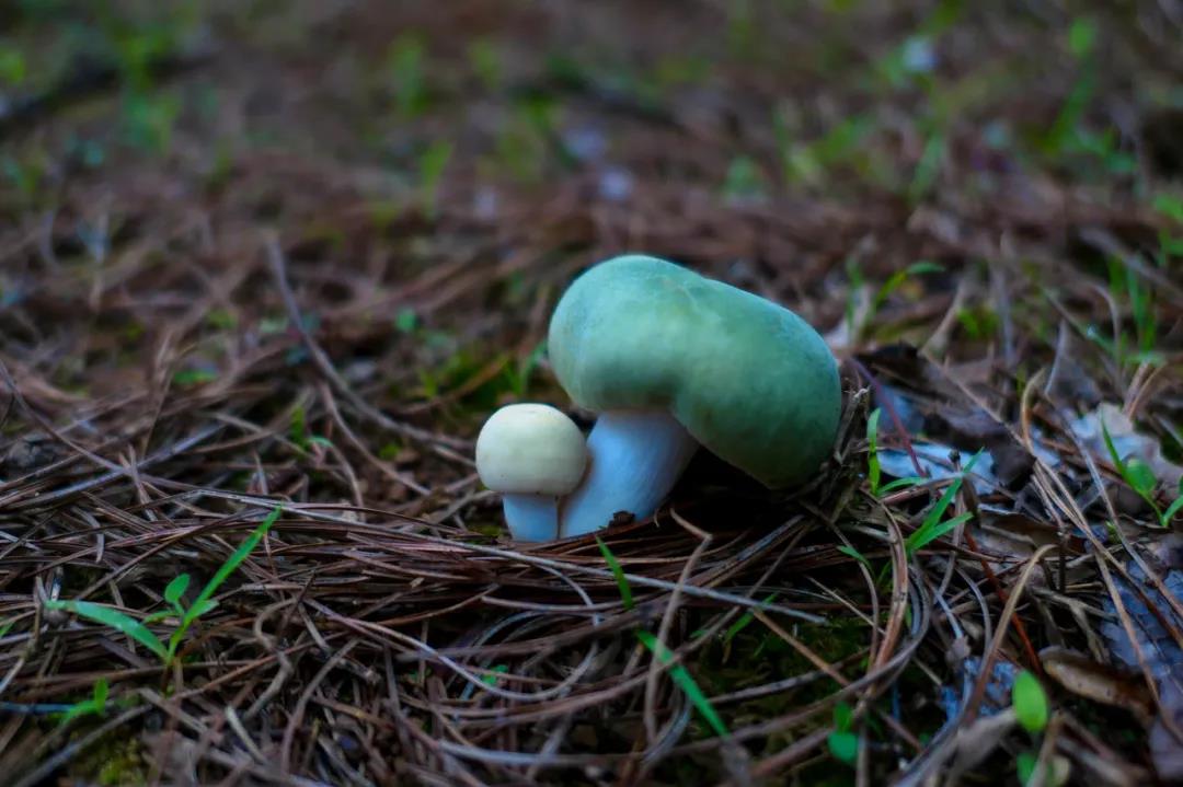 野生菌的N種吃法，沒有一朵jier能逃出云南人的餐桌