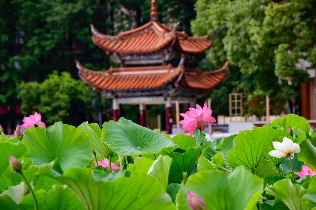 夏日云南這些地方荷花早已盛放,或潔白素雅、或紅如胭脂等你來賞荷