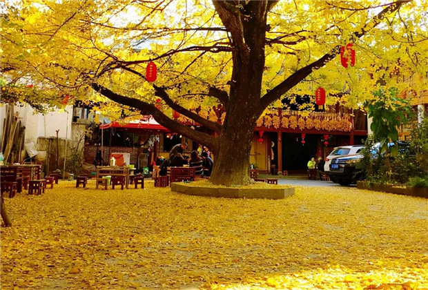 云南傳媒公司：騰沖銀杏村：許你一個金色的童話世界??！