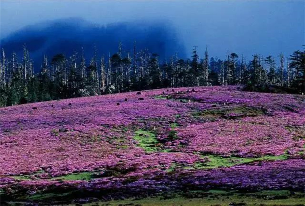 云南露營場地：香格里拉花開成海！錯過要等一年！