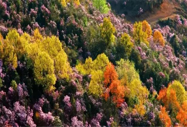 云南傳媒公司：轎子雪山即將迎來最盛花期，滿山杜鵑美哭了