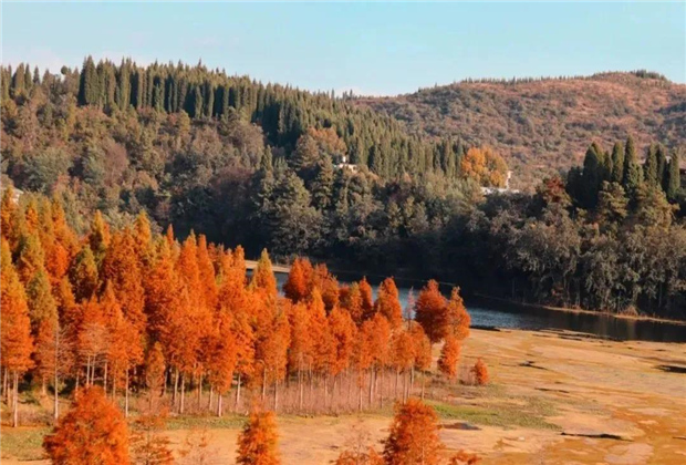 云南傳媒公司：水杉紅了，冬天的昆明美爆了！