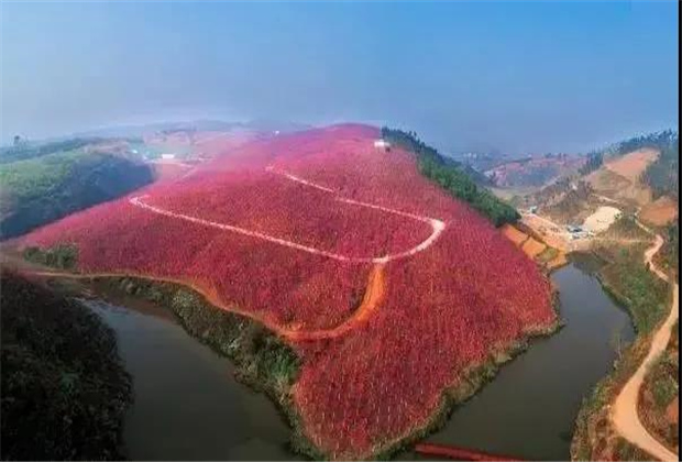 云南傳媒公司：美爆了！3800畝櫻花開了，宜良山后櫻花谷等你來！