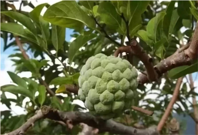 西雙版納奇妙水果季節正當時