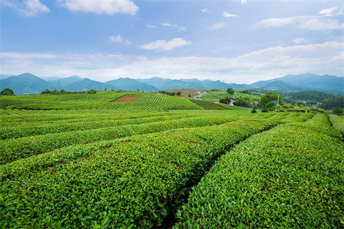  楚雄旅游精品線路推薦—楚雄奇山異水走廊?溫泉康養之旅